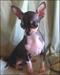 Baby Bosco, A Healthy Chihuahua!