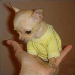 teacup size chihuahua fits in the palm of your hand