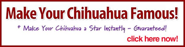 make your chihuahua famous!