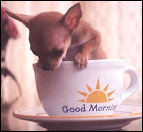 good-morning-chihuahua.jpg