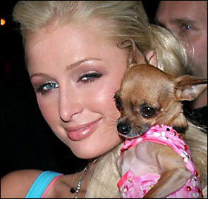 paris hilton with the ever-famous teacup chihuahua tinkerbell