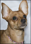 ruby scrumptious the famous chihuahua