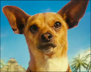 papi the star of beverly hills chihuahua