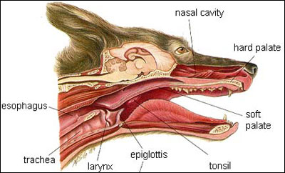 the trachea airway in your chihuahua is a very sensitive area