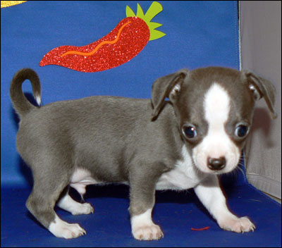 it is said that a blue chihuahua can be produced from mating a black and tan 