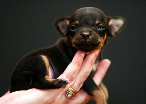 cute chihuahua puppies pictures. a 3-week-old chihuahua puppy