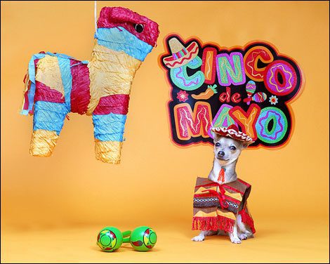 happy cinco de mayo! click the image to get this chihuahua party started!
