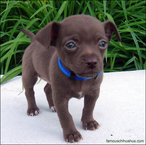 hercules the short haired chihuahua puppy | famous chihuahua