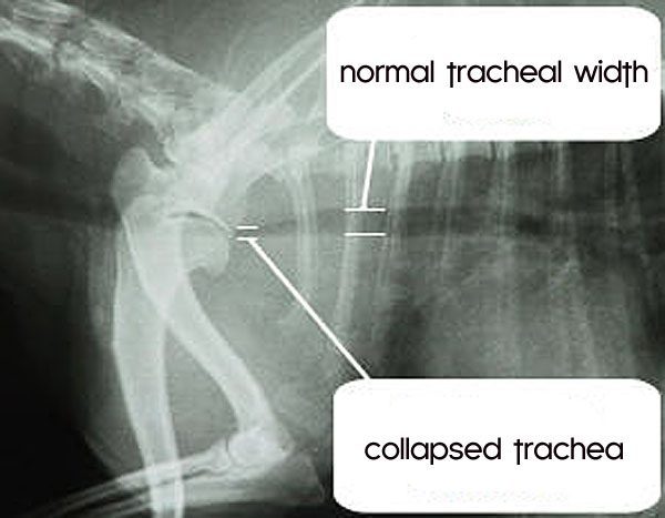 chihuahua trachea collapse