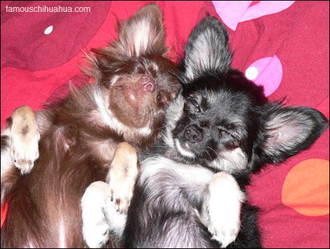 long haired chihuahua pictures. lucy and lulu, two long-haired