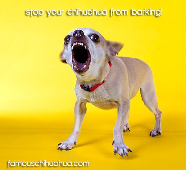 stop chihuahua barking