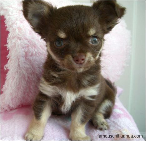 Chiuaua Puppies on The Teacup Chihuahua Puppy That Dances Circles Famous Chihuahua