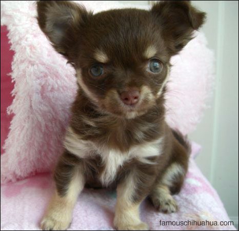 Teacup Chihuahua Puppies on The Teacup Chihuahua Puppy That Dances Circles    Famous Chihuahua