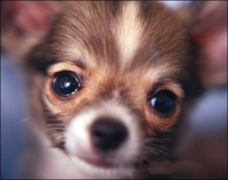 cute wallpaper desktop. free cute chihuahua wallpaper