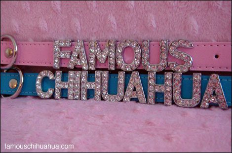 the famous chihuahua store now offers gorgeous high-fashion personalized chihuahua dog collars!