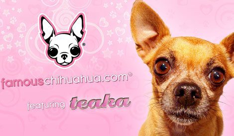 chihuahua wallpaper. chihuahua wallpaper to all