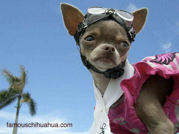 blue chihuahua in goggles