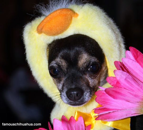 little priscilla the chick-a-dee chihuahua all dressed up for easter!