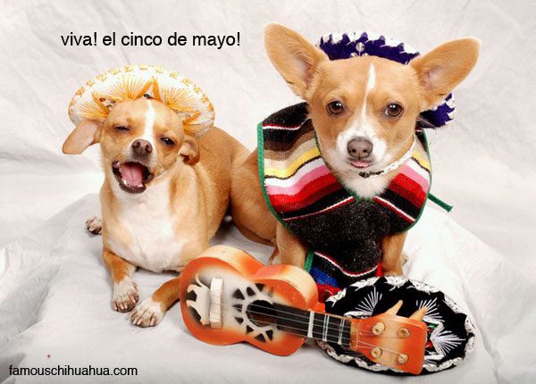 chihuahuas kayla and pico sit pretty in their mexican sombreros in celebration of cinco de mayo! post your chihuahua sombrero picture!
