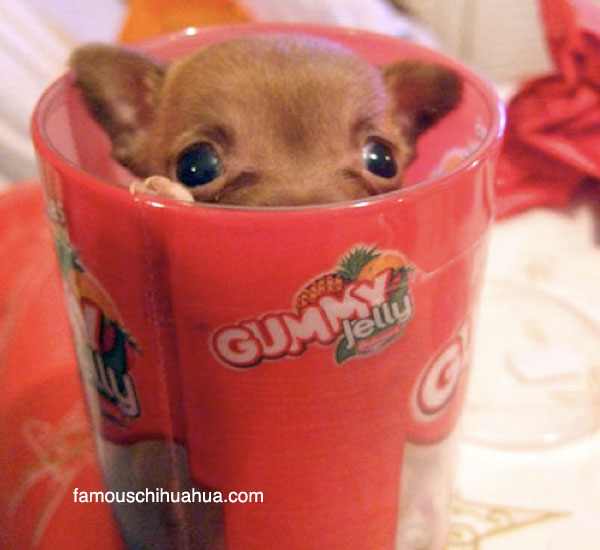 are teacup chihuahuas tiny chihuahuas that fit into a cup?