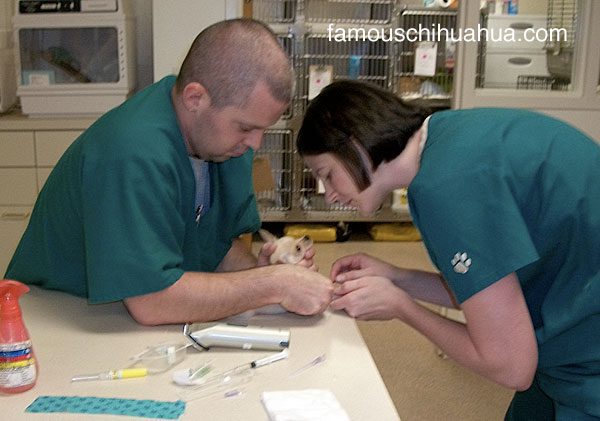veterinarian treats chihuahua with intravenous therapy