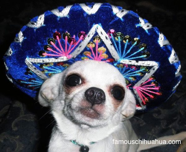 happy cinco de mayo! let's get this pawty started!