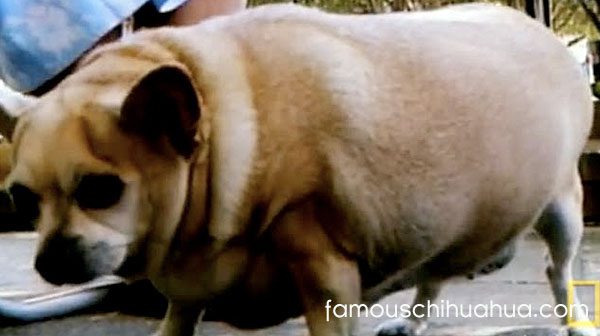 Лишний Вес Чихуахуа Лишний Вес Чихуахуа