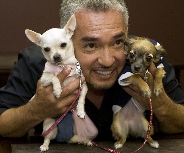 tune into cesar milan's the dog whisperer and discover tips and tricks to train your chihuahua!