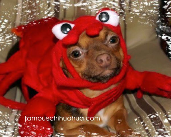 chihuahua lobster!