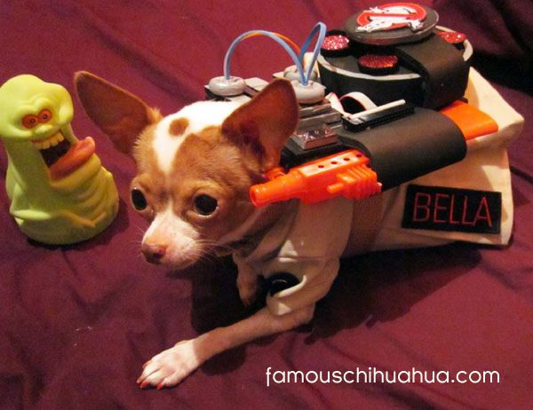 ghostbuster chihuahua!