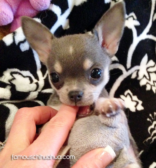 lavender teacup chihuahua for sale