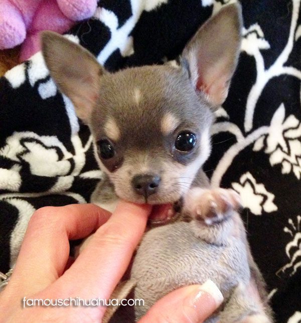 grey apple head chihuahua