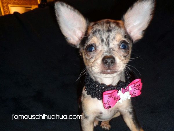 merle chihuahua puppy