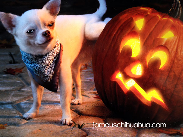 chihuahua peeing on halloween pumpkin