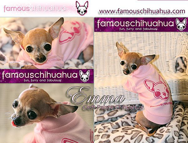 famous chihuahua dog shirt