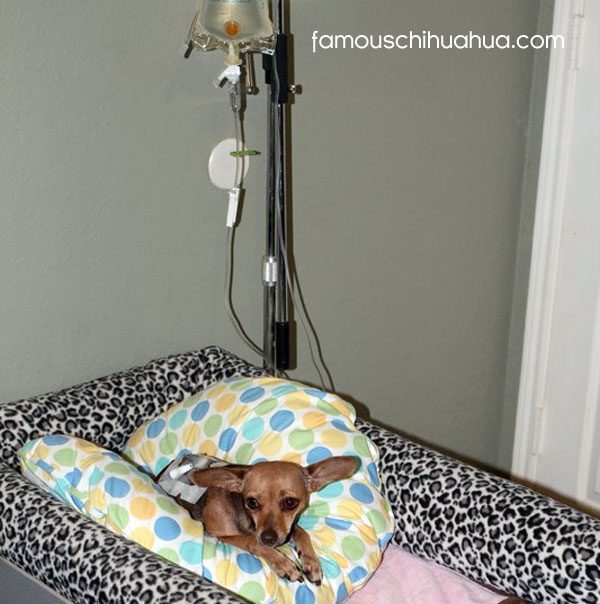 chihuahua hooked up to IV