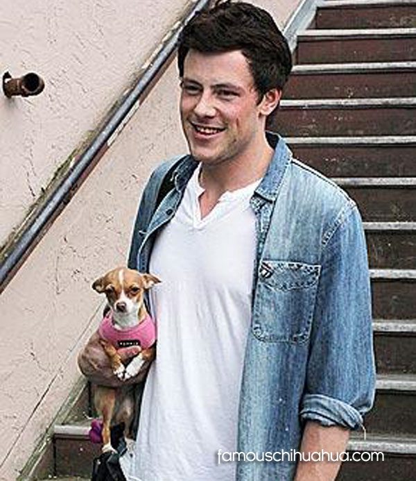 cory monteith and his chihuahua