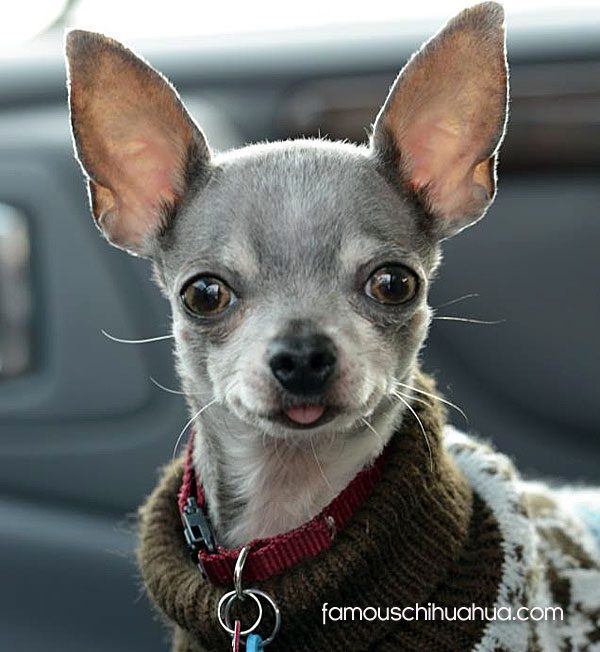 grey apple head chihuahua