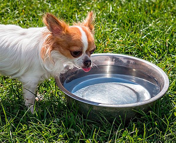 prevent your chihuahua from overheating 