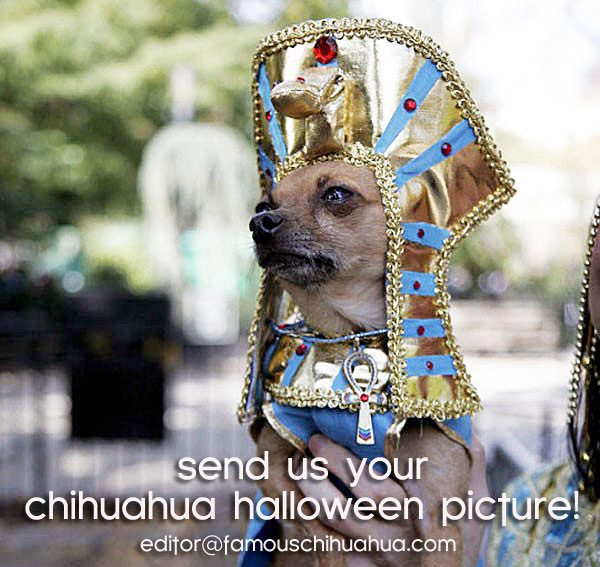 chihuahua halloween costume