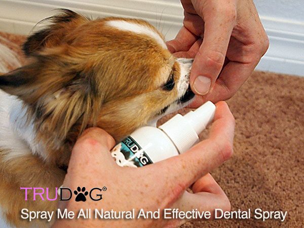 natural dog dental spray