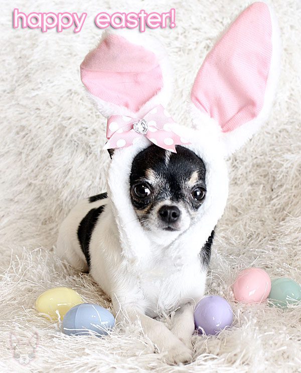 happy easter! enjoy our gallery of 