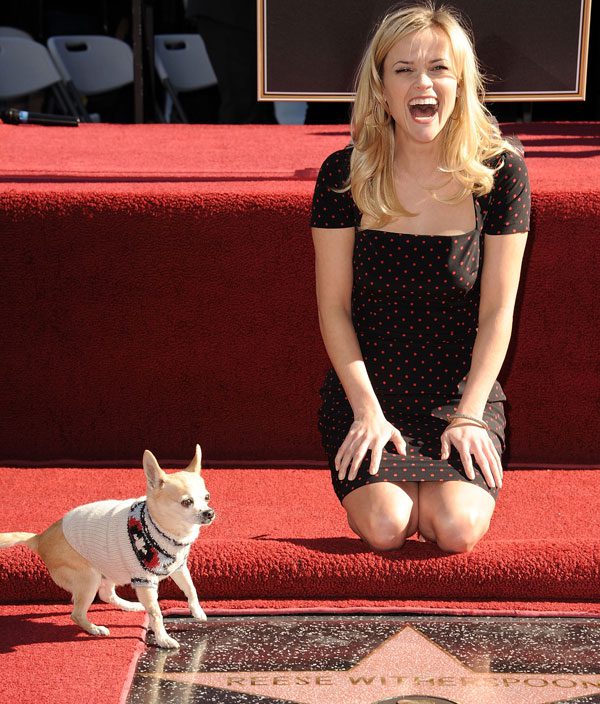 reese witherspoon chihuahua walk of fame