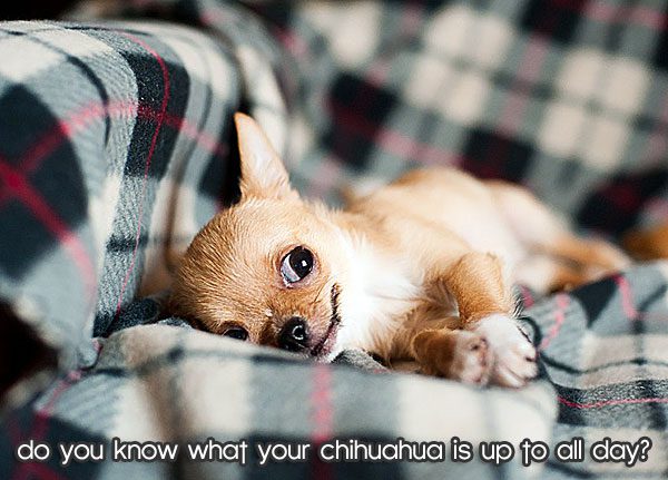 chihuahua-lying-down