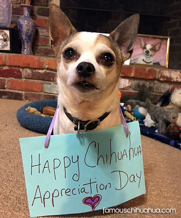 rocco-chihuahua-appreciation-day