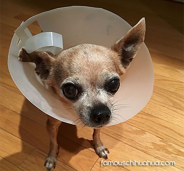 senior chihuahua