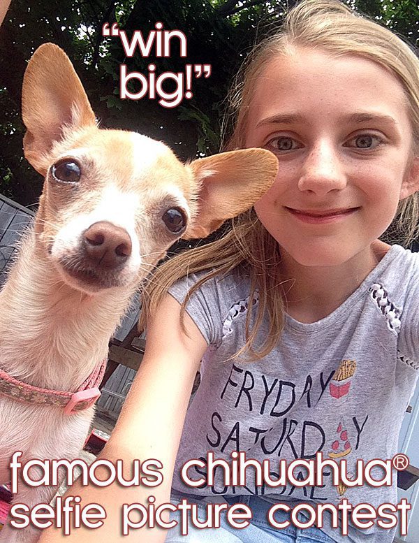 the famous chihuahua selfie picture contest