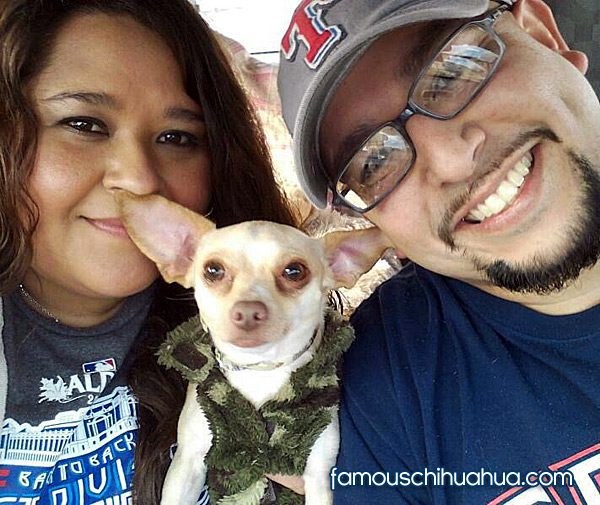 chihuahua selfie picture contest winners