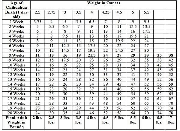 Chihuahua Weight Chart In Pounds