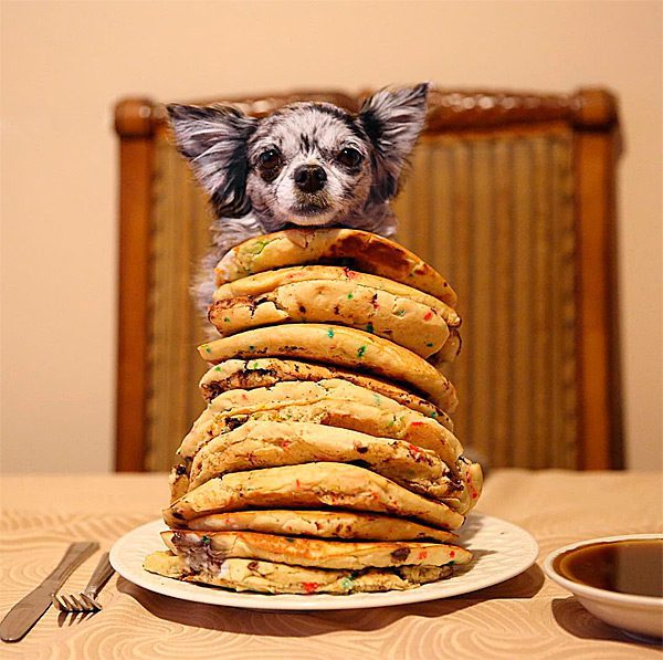 merele chihuahua on stack of pancakes